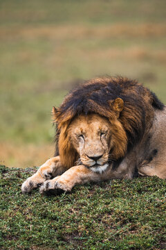 Wild lion sleeping on grass