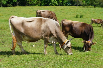Naklejka na ściany i meble A herd of cows eating grass on the field in the summer