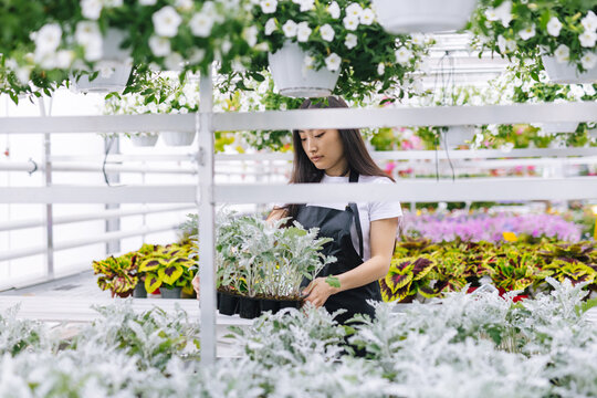 Girl working in greenhouse with soilless technology 