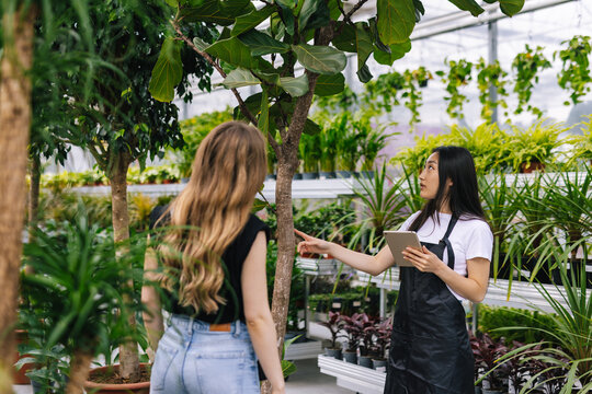 Professional consultant demonstrating tree to customer 