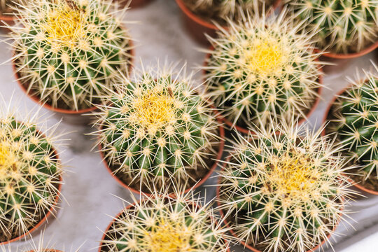 A lot of bright tropical houseplants in decorative pots