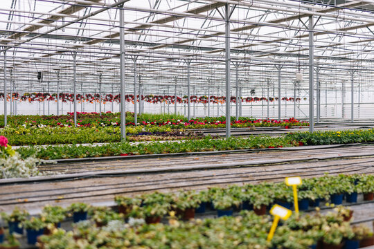 Large industrial greenhouse with hydroponic flowers