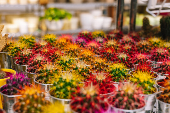 Beautiful bright cactus plant growth in soil in pots