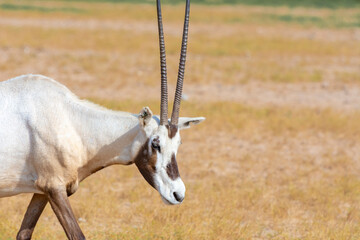 Arabian oryx or white oryx