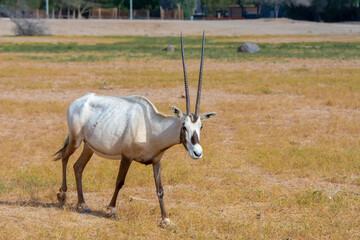 Arabian oryx or white oryx