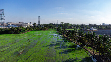 Fototapeta na wymiar landscape of Rice field next to a large industrial factory