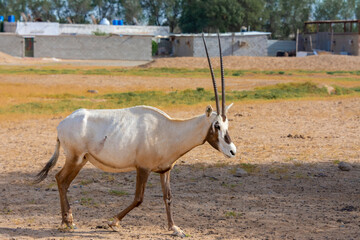 Arabian oryx or white oryx