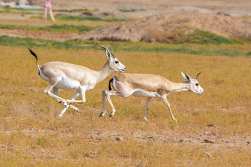 Arabian gazelle