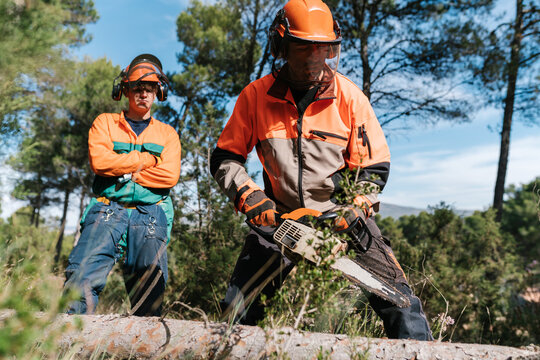 Woodcutter cutting tree in forest