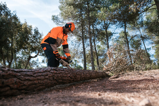 Lumberjack cutting tree with chainsaw