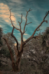 Dead Tree Against A Lively Sky