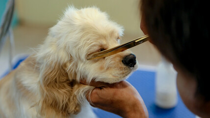 A dog is being groomed and in his eyelashes to be the best of his dog, in a dog grooming salon.