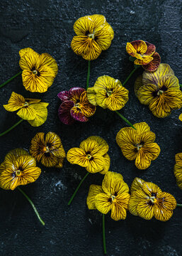 Tiger pansies on a dark background