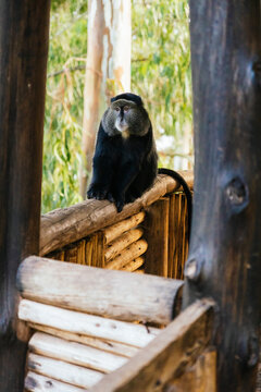 Blue monkey sitting on wooden fence