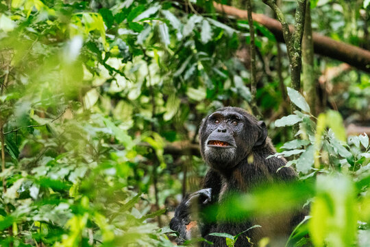Black chimpanzee among green plants
