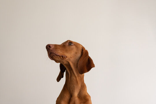 Portrait Of Adorable Dog