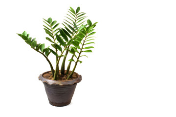 ZZ plant or Zamioculcas zamiifolia that growth in the pot on white floor