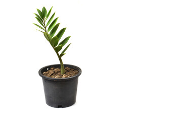 ZZ plant or Zamioculcas zamiifolia that growth in the pot on white floor