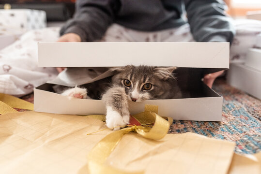Christmas morning kitty in a box. 