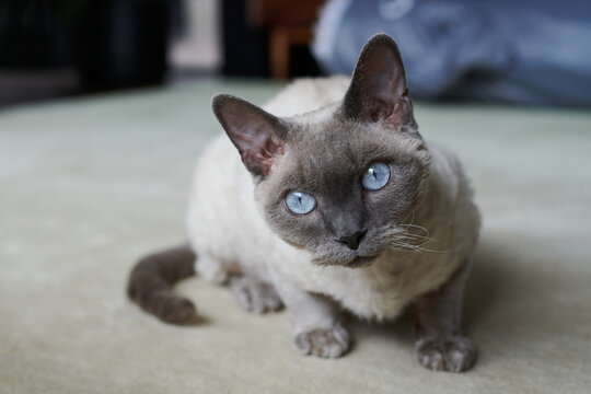 Devon Rex cat