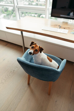Sitting dog in the owner's work chair.