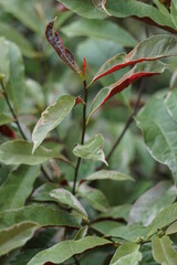 Excoecaria cochinchinensis (Chinese croton, blindness tree, buta buta, jungle fire plant, Sambang...