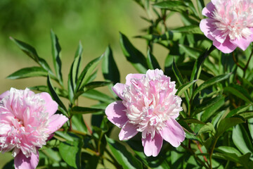 Blooming pink peonies in the garden