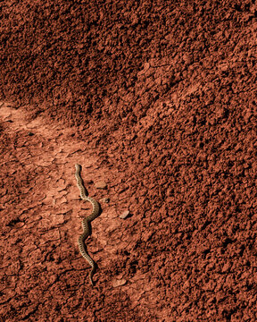 A Snake Moves Along the Painted Hills