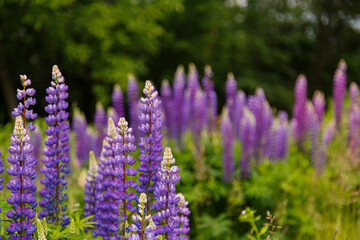 Spring blooming Field of Lupinus. Lupin blossom. Lupine). Purple flowering field. Walk in beautiful wild place. Time to relax. Agriculture blooming grass. Spring nature wallpaper. Spring landscape