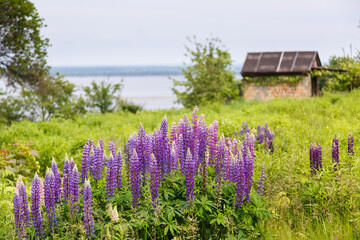 Spring blooming Field of Lupinus. Lupin blossom. Lupine). Purple flowering field. Walk in beautiful wild place. Time to relax. Agriculture blooming grass. Spring nature wallpaper. Spring landscape