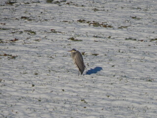 great blue heron
