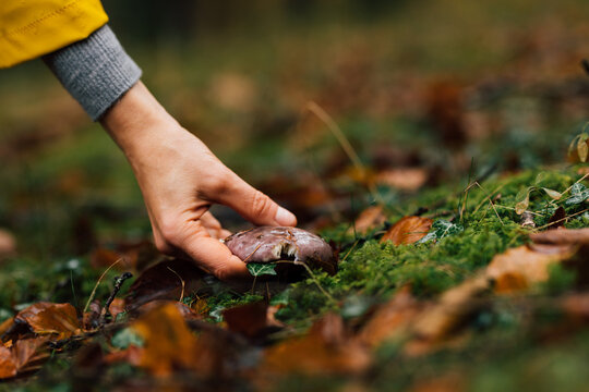 Mushroom picker