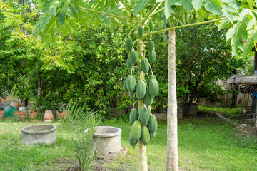Papaya fruit on papaya tree in backyard.