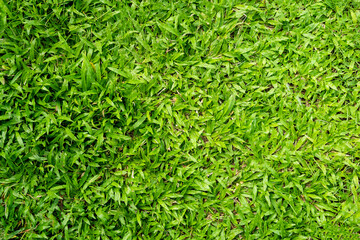 Green grass texture for background. Green lawn pattern and texture background.