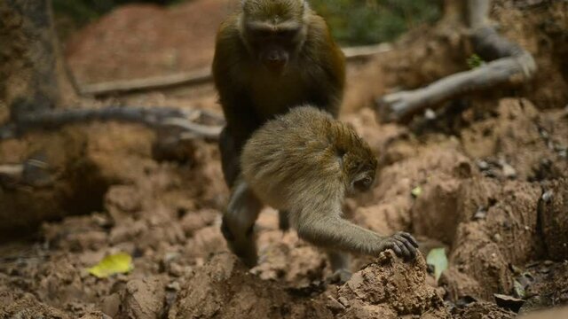 Monkeys are mating in the forest.