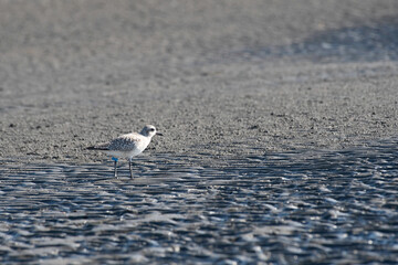 Black-bellied plover on tidal flats