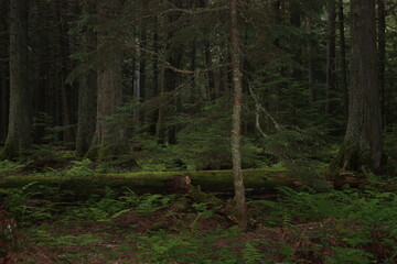 Woods