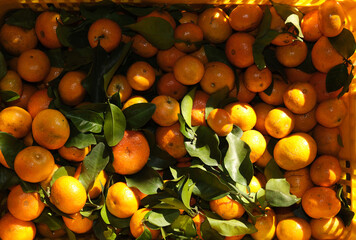 Freshly picked organic oranges