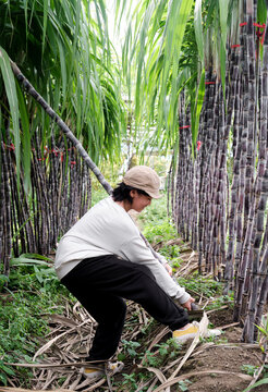Asian little girl in sugar cane field