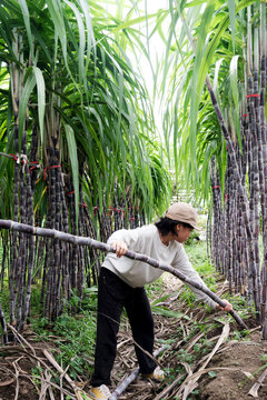 Asian little girl in sugar cane field