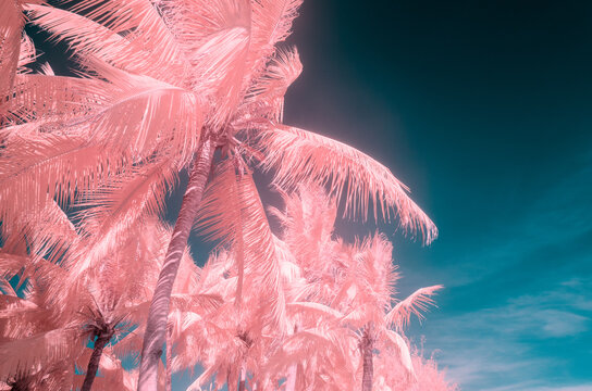 Coconut trees in summer