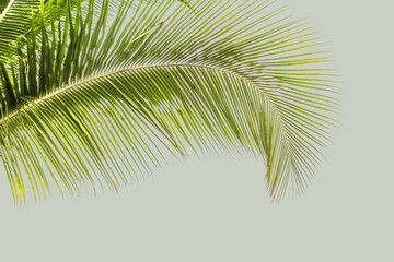 palme de cocotier 