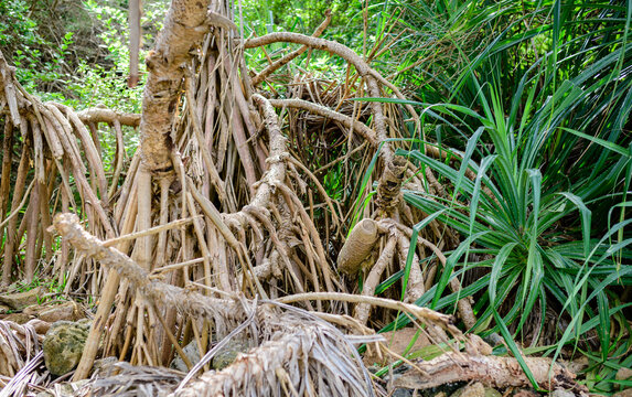 Roots of Pandanus Tectorius tree roots close up, growing near the edge of the ocean. Fiber from the leaves and roots used to make mats and baskets