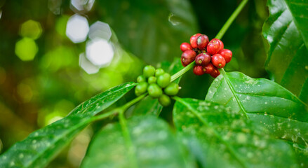 Ripe and unripe green coffee beans in the tree close up shot, bright deep red ones are ready to be harvested,