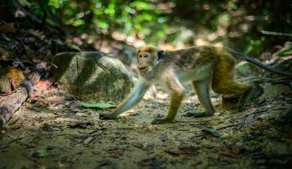 Toque macaque monkey foraging on the forest ground. Gathering food in its Cheek pouches.