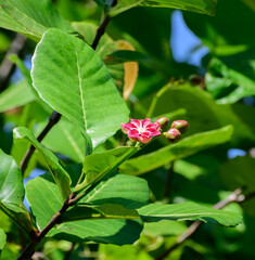 Para (Dillenia suffruticosa) plant, invasive evergreen shrub growing in wetlands in Sri Lanka. Dillenia Leaves and fruit close up.