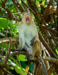 Tired toque macaque monkey yawning in a tree branch, mouth open wide.