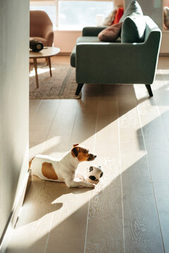 Dog resting at home.
