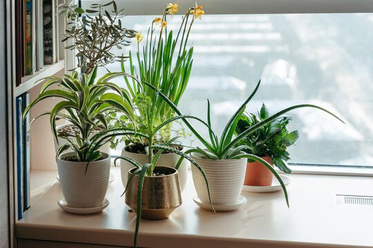 Indoor plants by window.
