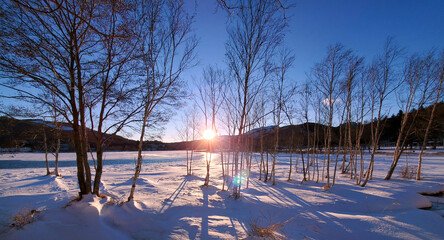 夕焼け色の雪原と木々の影